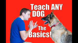 dog training 101 how to train any dog