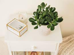 Jade plants young and old should receive at least four to six hours of sunlight daily, but keep the plant safe from direct rays of sunlight. Jade Plant Indoor Care Growing Guide