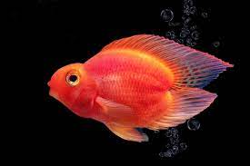 aquarium fish red parrot isolated on