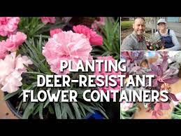 planting deer resistant flower