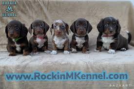 dachshund puppies rockin m kennel