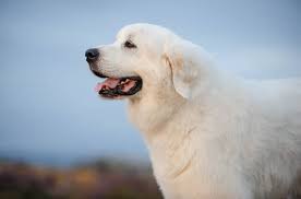 6 Best Great Pyrenees Dog Foods Plus Top Brands For Puppies