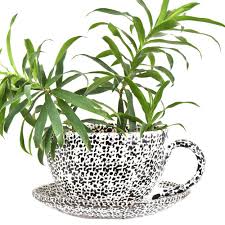 Or maybe you have space but just don't like gardening in beds. Ceramic Cup Saucer Planter Pot