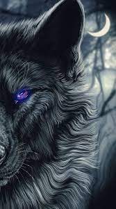 hd black wolf wallpapers peakpx