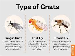 how to keep gnats off dogs do s and