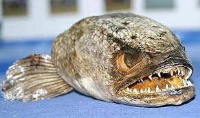 Image result for nasty fish