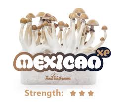 100% Mycelium Magic Mushroom Growkit Mexican - Trufflemagic - Fresh  Truffles & Grow Kits