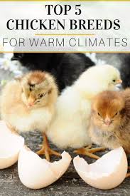 Facebook is showing information to help you better understand the purpose of a page. Top 5 Chicken Breeds For Warm Climates Kellogg Garden Organics