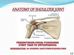 Other important bones in the shoulder include: Anatomy Of Shoulder Joint