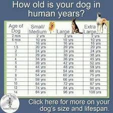 Age Chart Dog Ages Dog Years Dog Age Chart