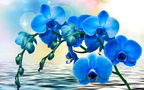 orchid hd wallpapers background images