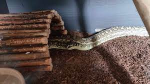 jungle carpet python escapes cage