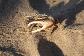 the ultimate fiddler crab care guide