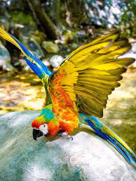 macaws national geographic