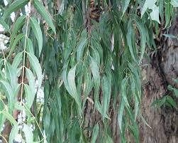 Shop organic eucalyptus leaf at mountain rose herbs. Blue Gum Essential Oil Eucalyptus Globulus Native Oils Australia