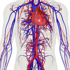 The cardiovascular system, including the heart and great vessels, undergoes substantial changes in the early postnatal period. Circulatory System Wikipedia