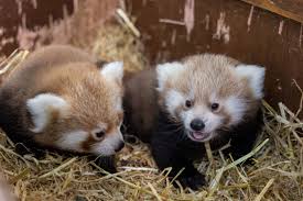 three adorable red panda cubs born at