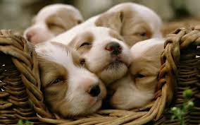 cute puppies wallpapers wallpaper cave