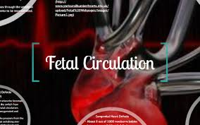 Fetal Circultion By Emily Sisson On Prezi