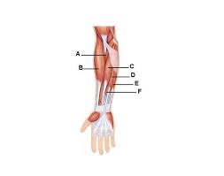Leg muscles diagram unlabeled : Forearm Anterior Muscles Quiz
