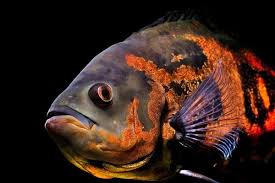 Ikan oscar akan bersifat predator jika melihat ada ikan kecil di sekelilingnya. Ikan Oscar Jenis Makanan Budidaya Harga Nona Ternak