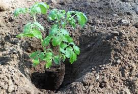 Сроковете на засаждане на растенията в полиетиленови оранжерии в зависимост от за ранни домати обикновено се използват високо растящи сортове, които се отглеждат на колове. Zasazhdane Domati Na Otkrito Zemyata Kak Da Zasadyat Razsad