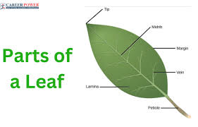 parts of a leaf their structure and