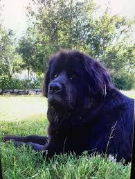 The newfoundland mix is a series of mixed breeds where at least one parent is a newfoundland. Newfoundland Alaskan Malamute Rottweiler Cross Puppies Dogs Puppies For Rehoming Nelson Ohmy