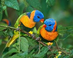 cute love bird wallpaper 6917170