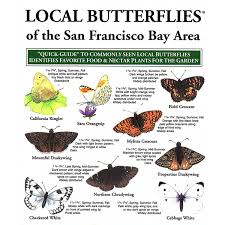 San Francisco Bay Area Local Birds