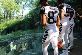 In addition to this redesign, the proposed cincinnati bengals uniforms include a dash of green. Cincinnati Bengals On Twitter Bengals Unveil Color Rush Uniforms At White Tiger Exhibit Whodey Https T Co Q8qjlaf9nt