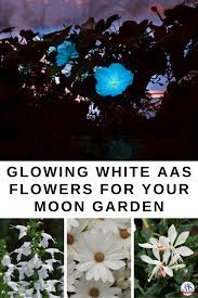 Aas Winners For A Moon Garden All