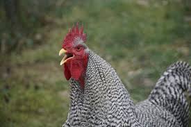 We did not find results for: Why Do Roosters Make A Crowing Noise Pet Keen