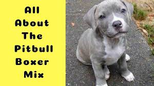 Pitbull boxer mix is a cross of a pitbull and a boxer, also known as bullboxer pit, or boxer pitbull mix. All About The Pitbull Boxer Mix The Bullboxer Pit Youtube