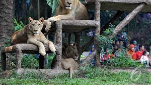 Hadiah tersebut untuk memperingati hari singa. Istilah Kebun Binatang Dinilai Tidak Pas Apa Gantinya Regional Liputan6 Com