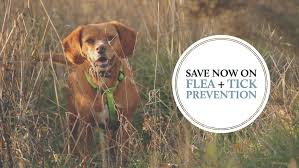 Save On Your Next Flea Tick Prevention With Simparica