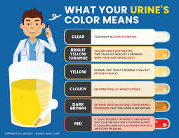 urology infographic what your urine s