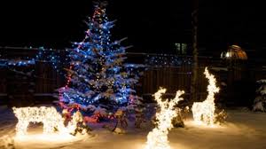 Umfrage zum zeitpunkt des aufstellens des weihnachtsbaums 2019. Rotfichte Idealer Weihnachtsbaum Fur Draussen
