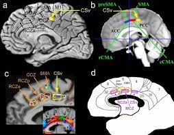 cortical visual area csv as a cingulate