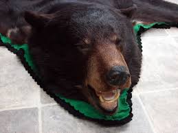 real black bear rug taxidermy hide pelt