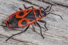 Check spelling or type a new query. Have You Seen This Red Black Bug Onnurserycrops Blogonnurserycrops Blog