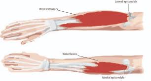 Tendons, located at each end of a muscle, attach muscle to bone. The Anatomy Of The Elbow