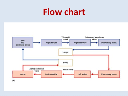 High Quality Flow Chart Of The Heart Cardiac Flow Chart