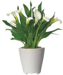 white calla lily plant calla lily