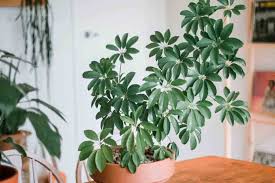 Indoor Trees 5 Best Tree Plants For