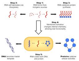 RNA World Hypothesis | BioNinja