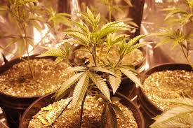 Quality lights last longer, provide better light spectrum and can be used for both grow and flowering stages. The Best Light Cycles For Growing Cannabis Grasscity Com