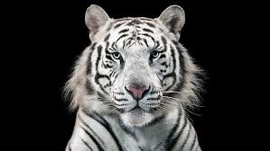 We have 60+ background pictures for you! Tigre De Bengala Animais Hd Papel De Parede Wallpaperbetter