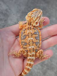 There are thousands of species of lizards and each one has it's own intricacies and complexities. Pin On Bearded Dragons