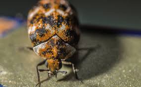 the carpet beetle problem in vancouver